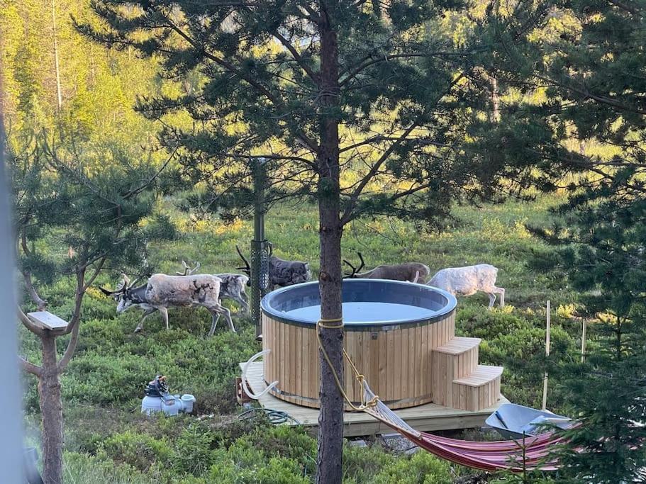 Mountain Cabin 洛夫斯达伦 外观 照片
